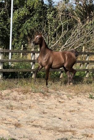 Image 1 of 2023 Pure Bred Arabian Yearling Gelding