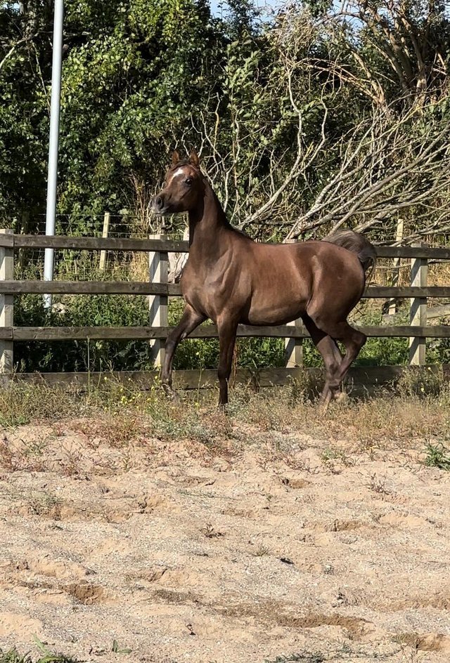 Preview of the first image of 2023 Pure Bred Arabian Yearling Gelding.