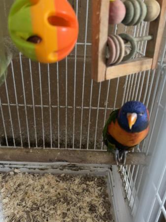 Image 1 of Silly Tame red collared lorikeet