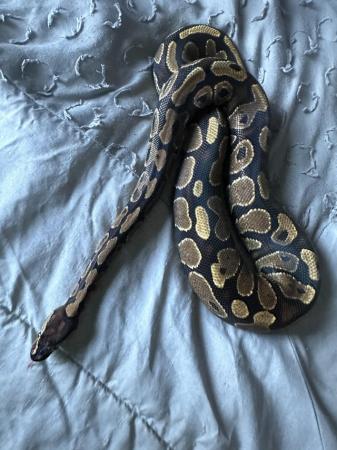 Image 5 of Ball python (female) for sale
