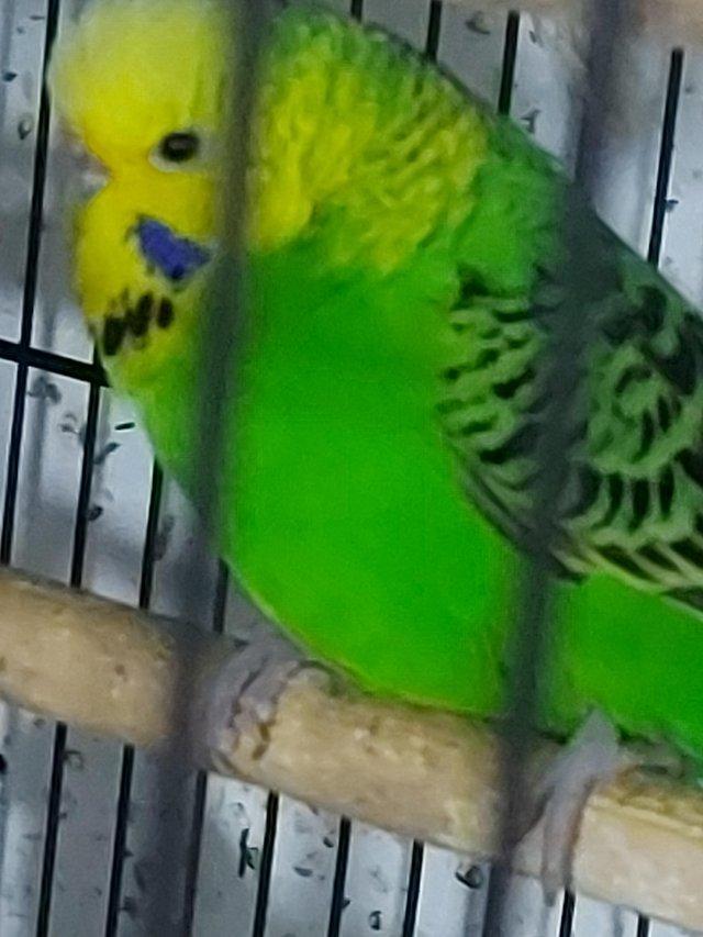 Preview of the first image of Budgies for sale very nice colour healthy and active birds B.