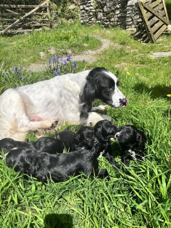 Image 6 of BEAUTIFUL SPROODLE PUPPIES FOR SALE