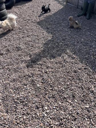 Image 2 of Chihuahua cross yorkie puppies
