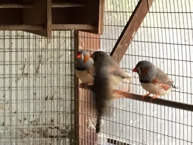 2026 Zebra finch pair for sale — photo 3 of 4