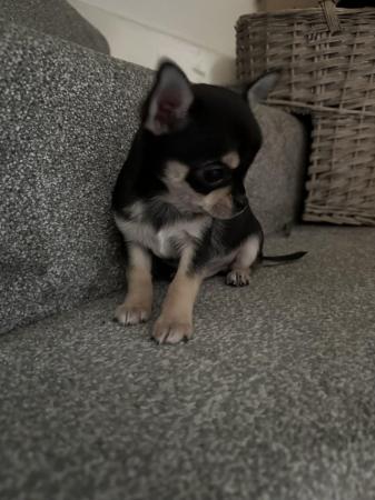 Image 1 of Stunning KC Registered Chihuahuas