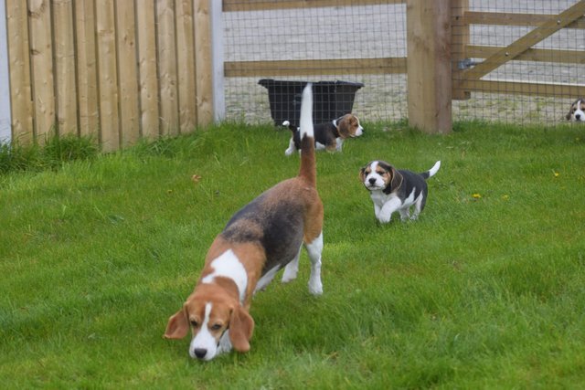 Image 4 of Gorgeous, Chunky Beagle Puppies