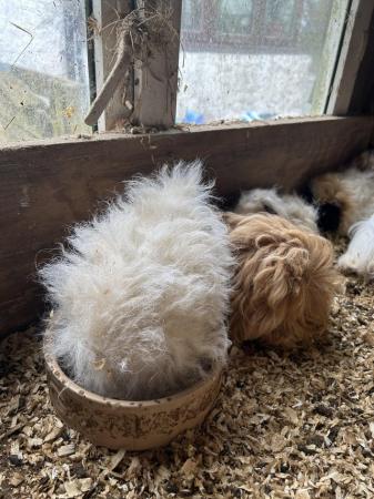 Image 1 of Pure bred guinea pigs ready now