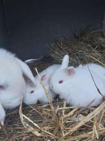 Image 4 of Varrious rabbits available , from 20pounds