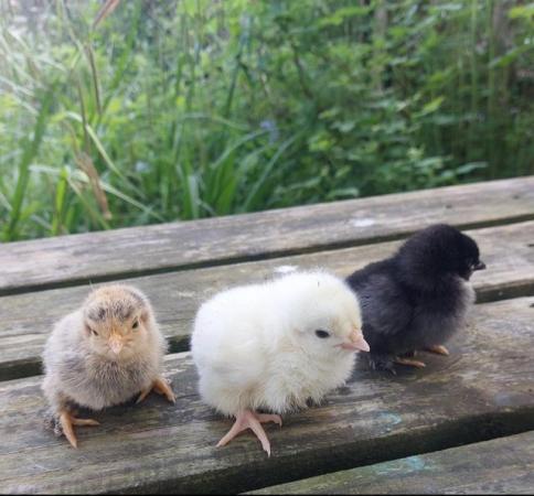 Image 9 of Light sussex chicks two weeks old £5 each or 5 for £20