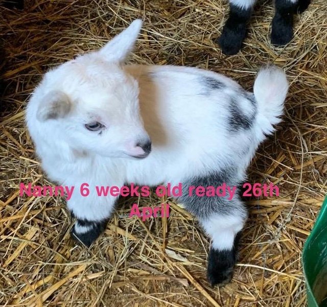 Preview of the first image of Last nanny and two wether Pygmy goats left for sale.