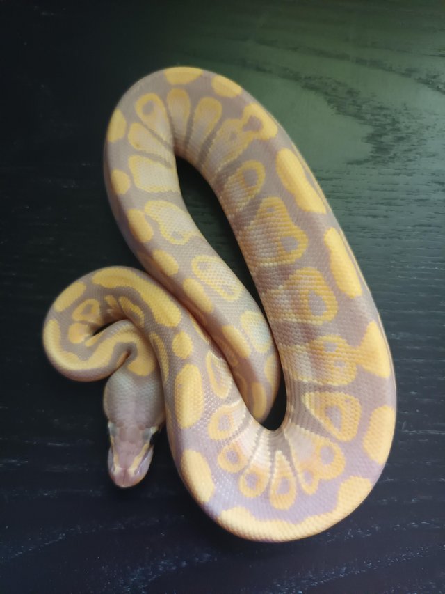 Preview of the first image of cinnamon banana het clown ball python hatchling.