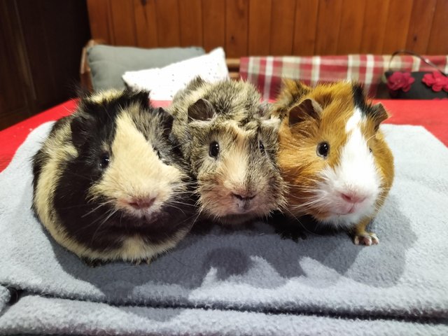 Abyssinian guinea pig for sale store near me