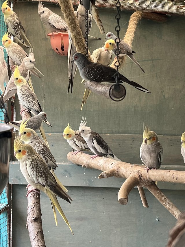 Young cockatiels looking for new homes, aviary bred. — Pets & Animals in Rayleigh