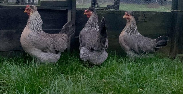 Preview of the first image of Chickens for sale cream legbars, Pekins, aracunas, Goldtops.