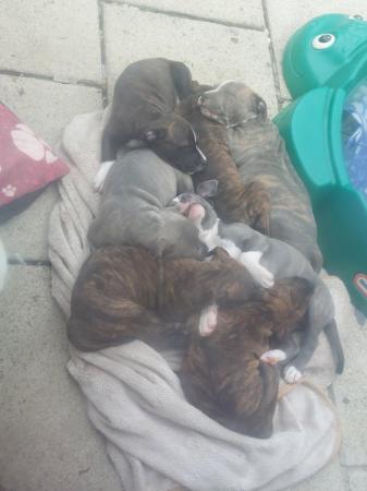 Image 10 of Beautiful Staffordshire bull terriers puppys