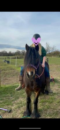 Image 2 of Biscuit - Native pony (13.1hh / 11years old)