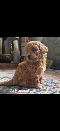 Image 3 of F1b cockapoo puppies for sale