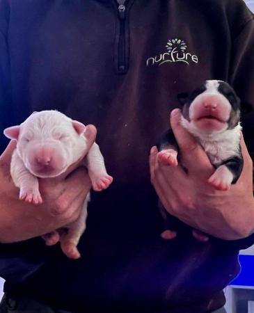 Image 7 of English bull terrier puppies ! Kc Registered