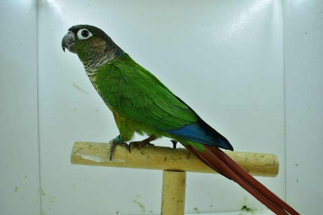 Image 14 of Baby pineapple conures looking for loving homes different mu