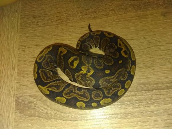 Image 2 of Ghi 66% het pied for sale