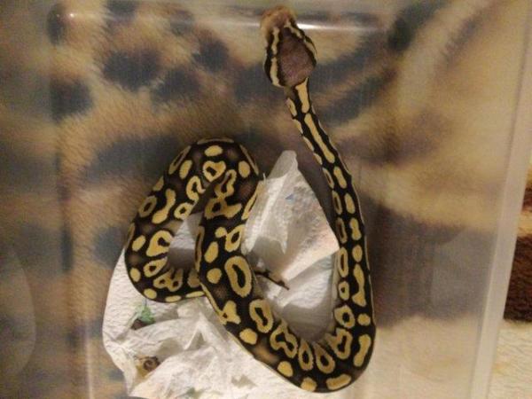 Image 3 of Pastel Mojave het Ghost Baby Ball Python