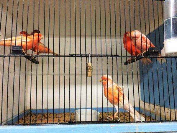 Image 7 of WARRINGTON PETS & EXOTICS BIRD PRICE LIST NEW