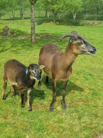 Image 6 of RARE BREED - Cameroon sheep ewes &lambs