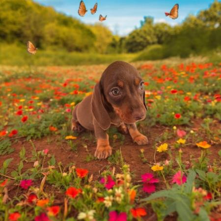 Image 8 of Stunning miniature dachshunds