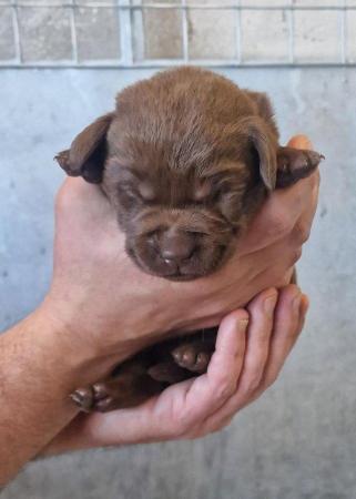 Image 8 of KC Chocolate Labrador puppies Ready October
