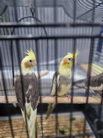 Image 4 of Cockatiel chicks available