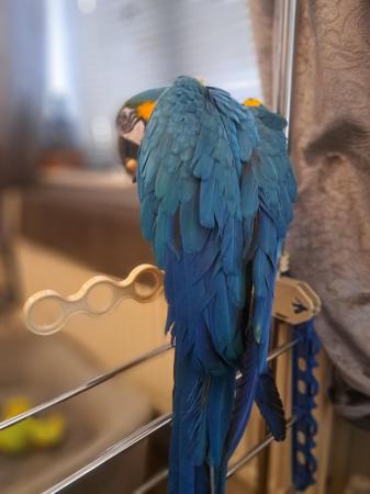 Image 5 of Parrot Macor blue & gold