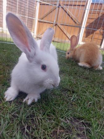 Image 4 of Pure Breed Baby Continental Giant Rabbits