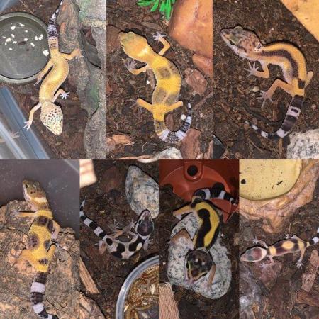 Image 3 of Baby Female Leopard Geckos For Sale