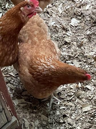 Image 2 of Point of lay hens for sale