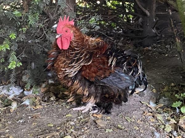 Image 1 of Frizzle bantam cockerel rooster male chicken