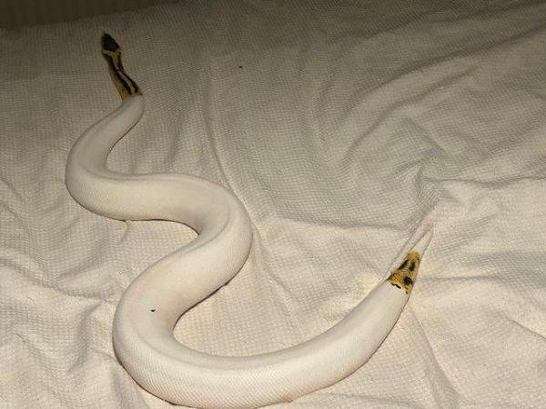 Image 4 of Pastel yellowbelly female pied