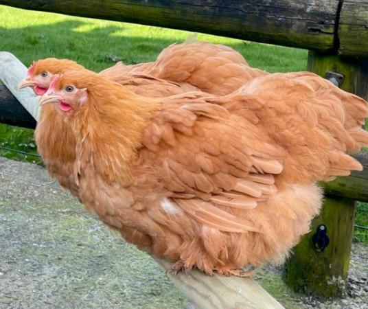 Image 1 of BUFF COCHIN LARGE FOWL PULLETS / CHICKENS P.O.L.