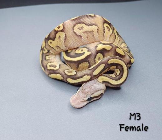 Image 17 of Various Hatchling Ball Python's CB23 - Availability List
