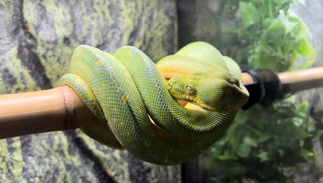 Image 4 of Green Tree Python (Blue Line) CB20 from Kent’s Chondro’s