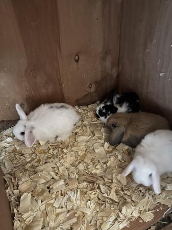 Image 7 of Mini lop rabbits ready now