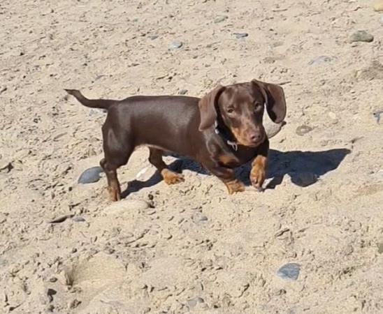 Image 2 of 2 female Dachshund, sausage dogs, 5 & 3 years old. Mum and d