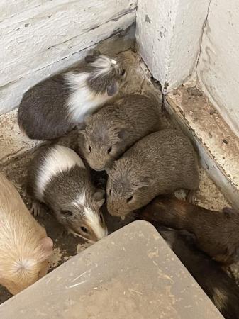 Image 5 of 7 week old guinea pigs 2girls 5 boys