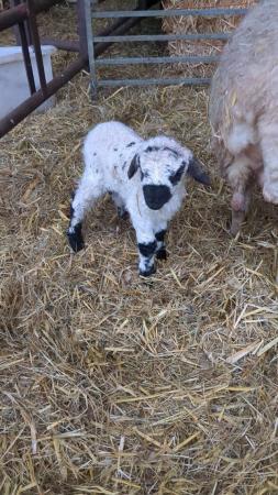 Image 2 of 2 pet lambs available valais blacknose x