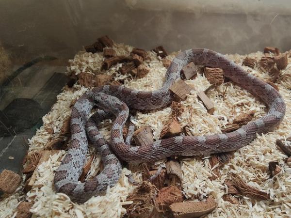 Image 4 of 2 year old male charcoal cinder corn snake