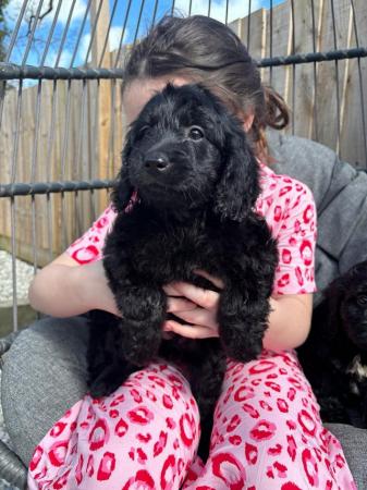 Image 7 of Gorgeous cockapoo all girls looking for new homes