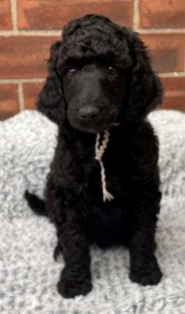 Image 9 of Standard Poodle Puppies - Health Tested Parents