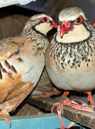Image 3 of Red-legged partridge for sale