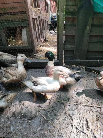 Image 2 of Call duck mini appleyard small ducks- pairs and trios.