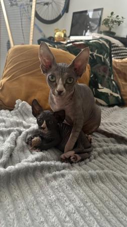 Image 2 of 5 Beautiful Pure Canadian Sphynx Kittens for Sale ??