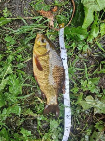 Image 4 of Crucian Carp Pond Fish up to 10"